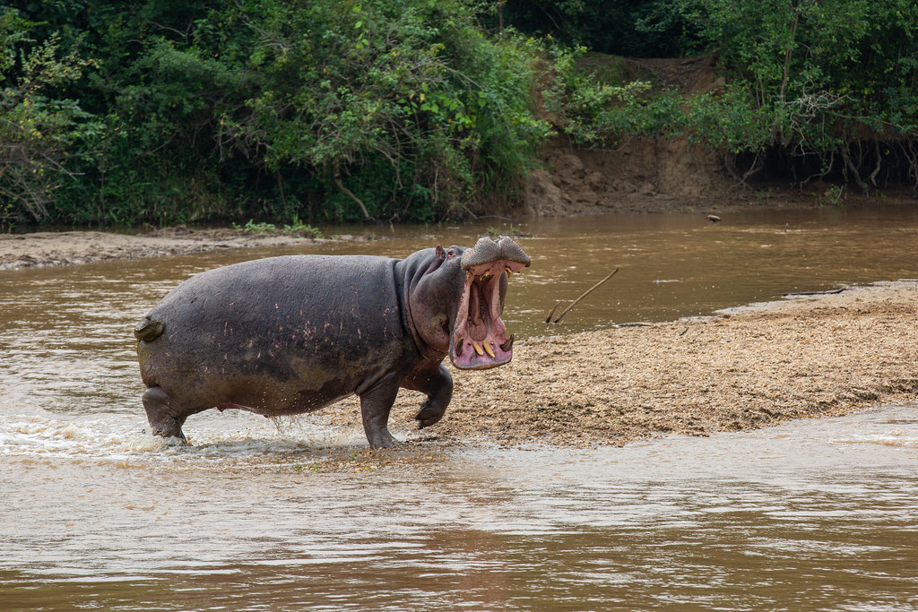 Visit Queen Elizabeth National Park
