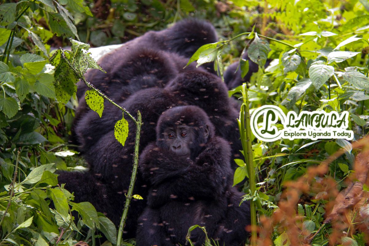 Can I see the mountain gorillas in Uganda