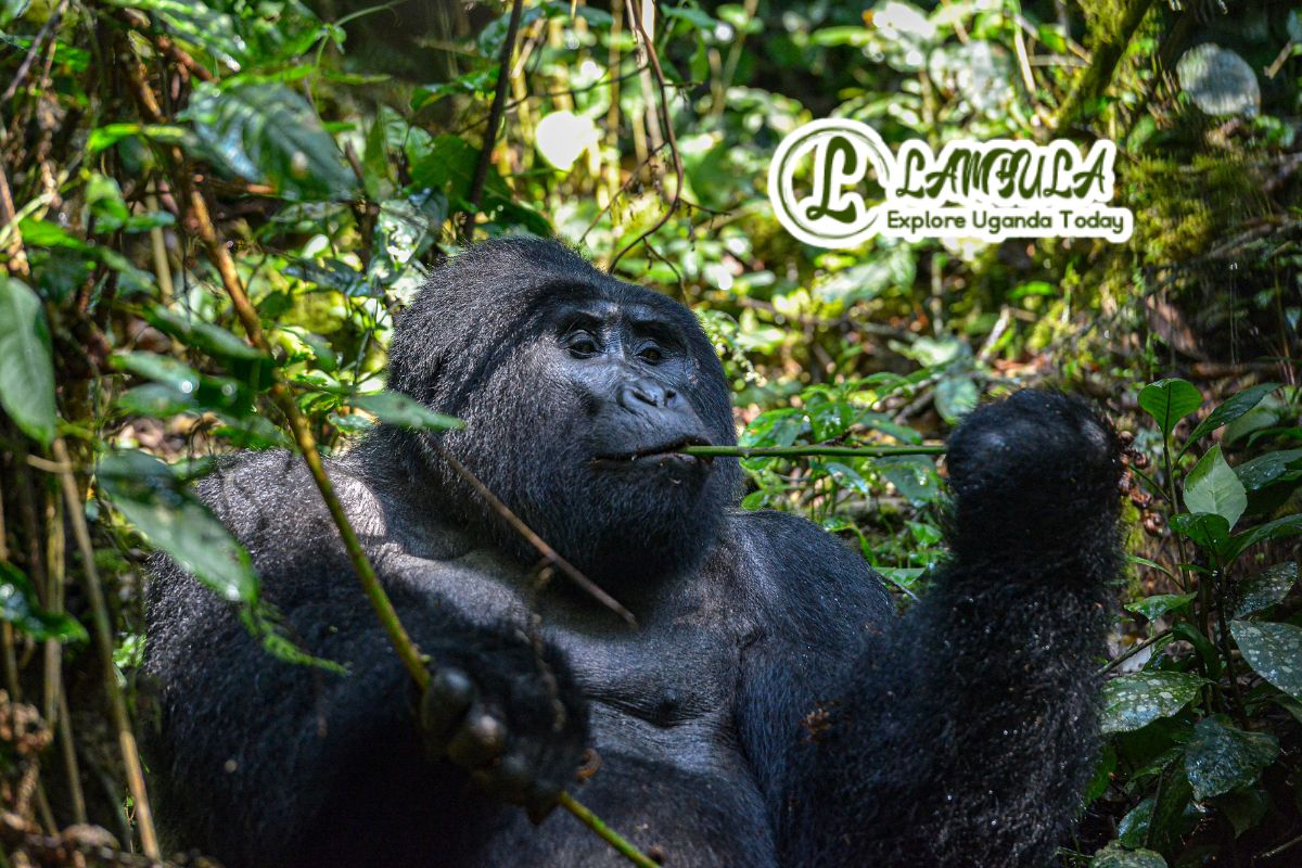 How can I trek gorillas in Uganda?