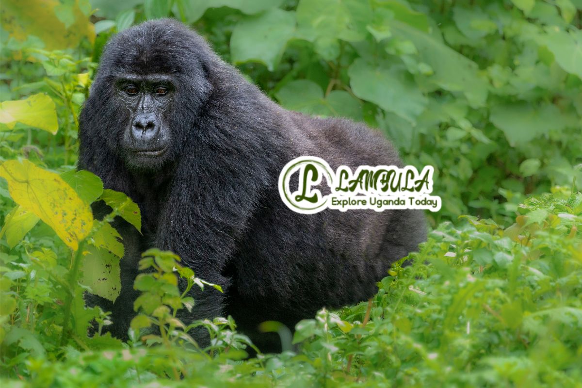 What are the best safari destinations in Uganda