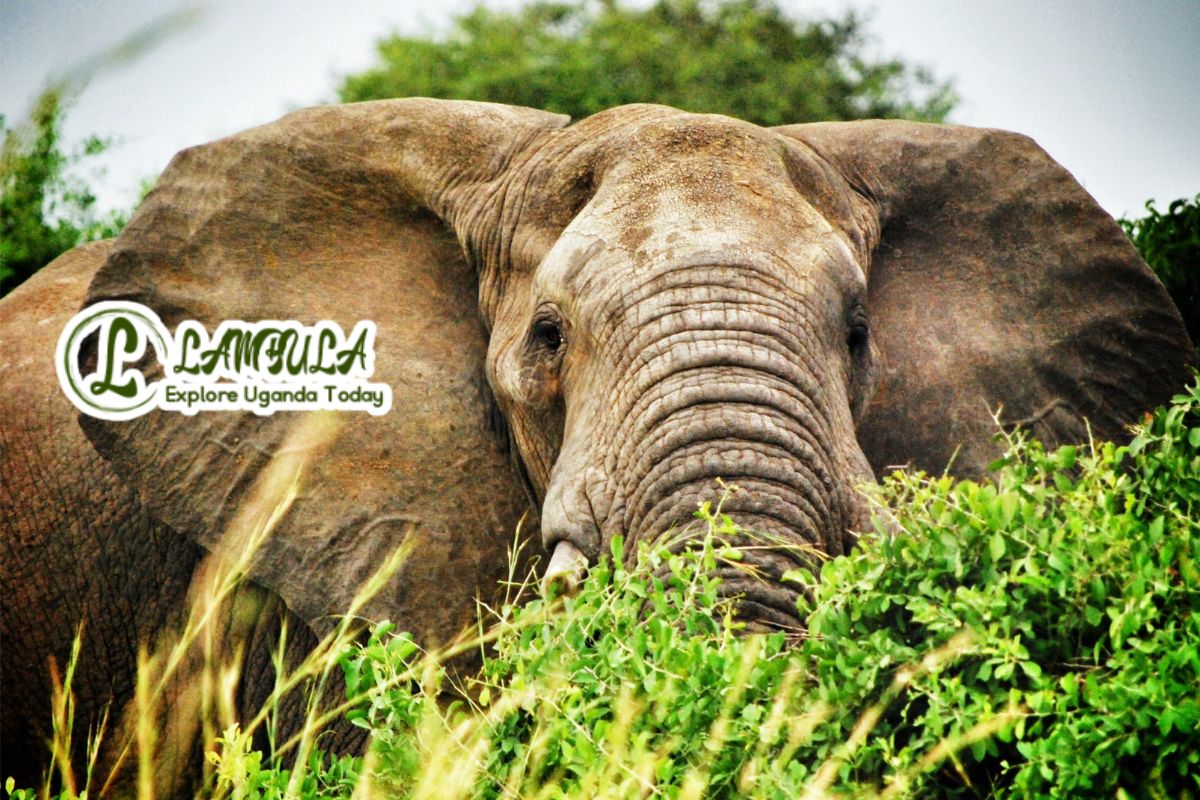 What is the best time to visit Uganda
