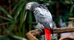 Bird lovers welcome bird sanctuary opened in Entebbe to rehabilitate endangered species