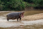 Visit Queen Elizabeth National Park